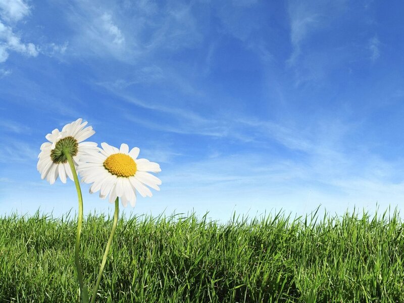 Daisies in a green field