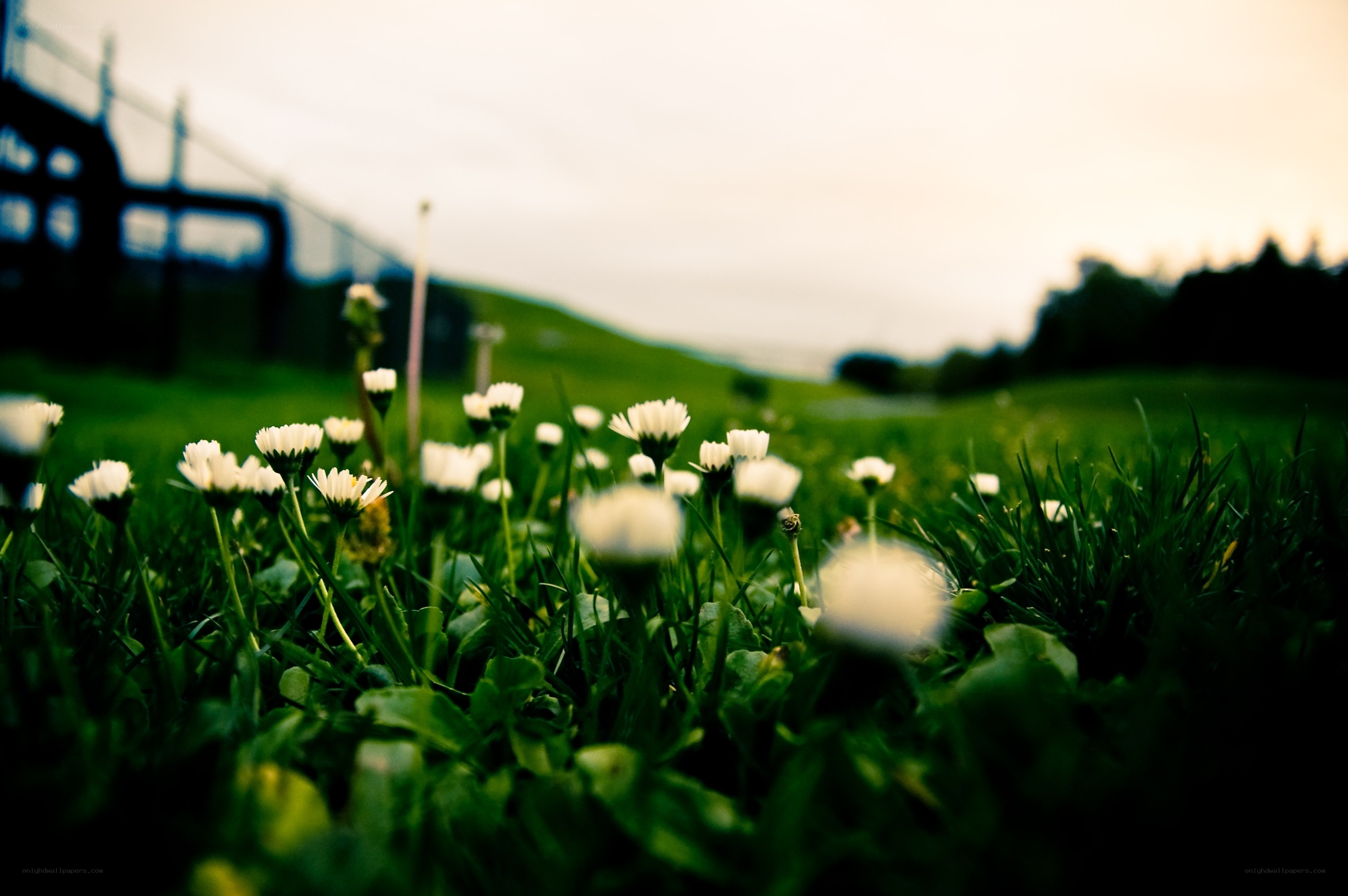 Daisies in a green field