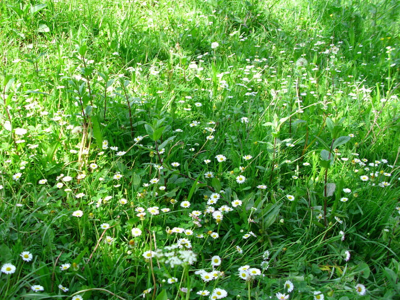 Daisies in a green field
