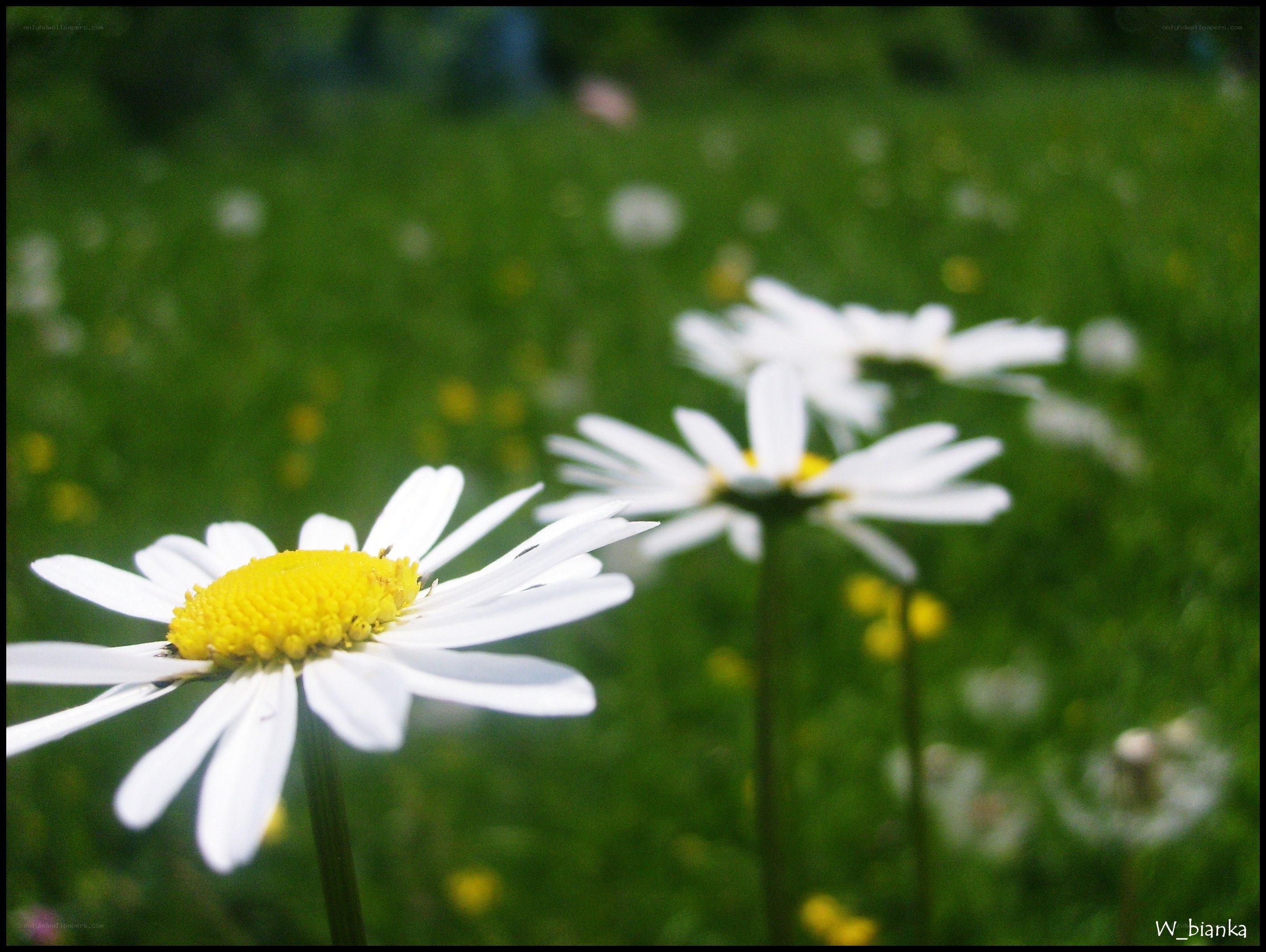 Daisies in a green field