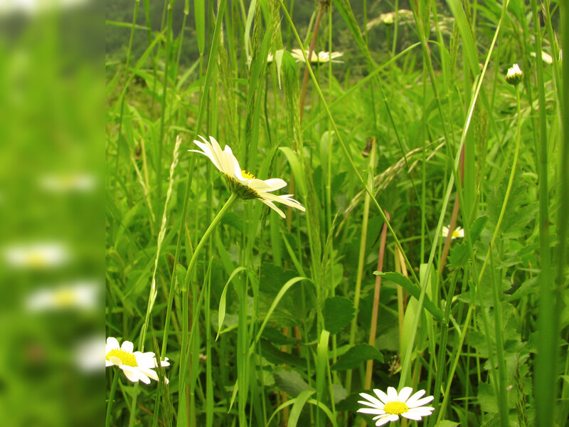 Daisies in a green field