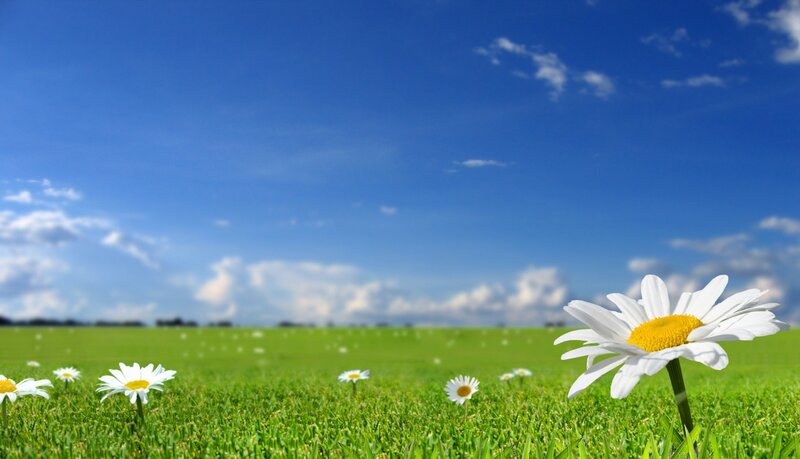 Daisies in a green field