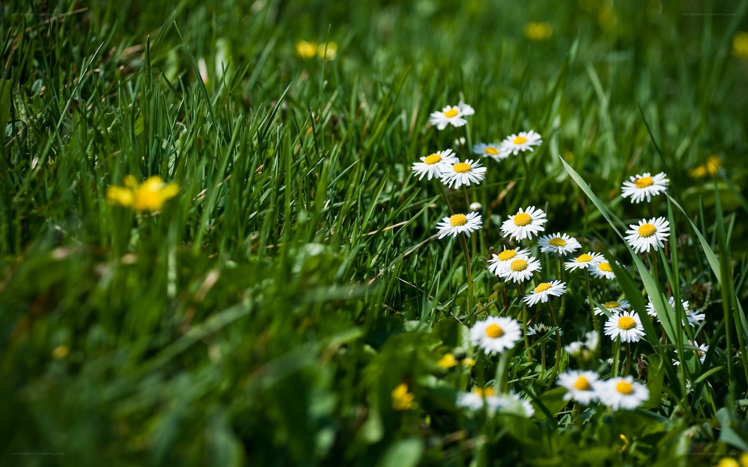 Daisies in a green field