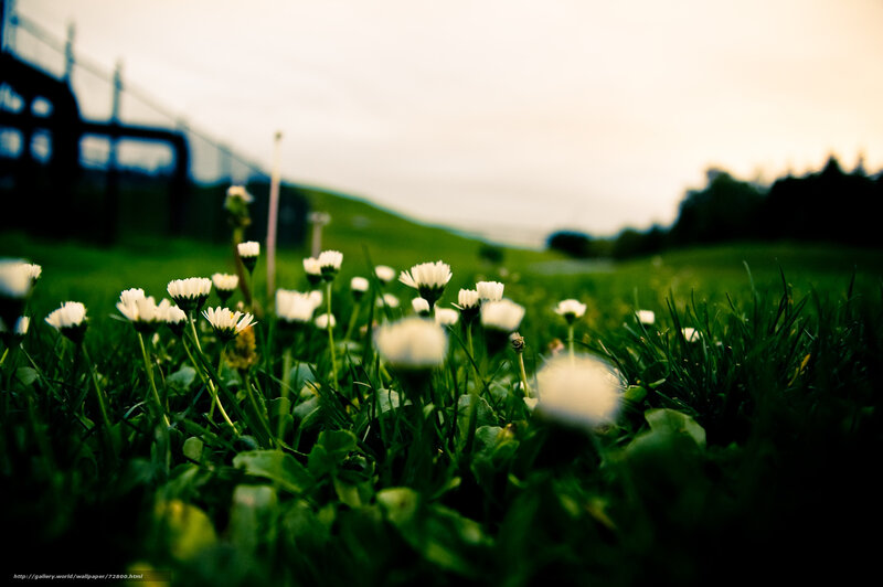 Daisies in a green field