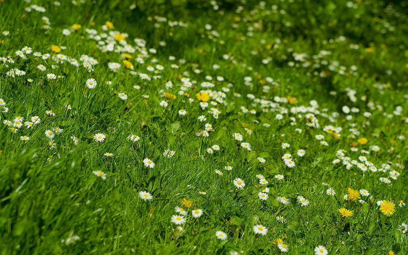 Daisies in a green meadow