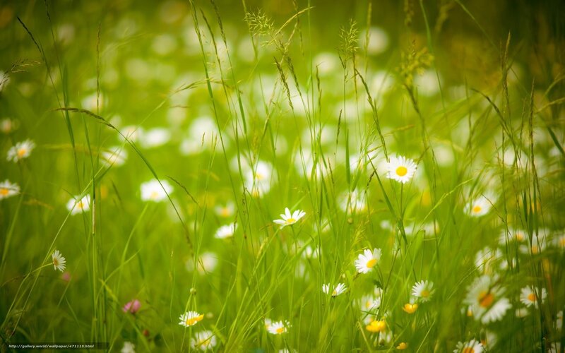 Daisies in a green meadow