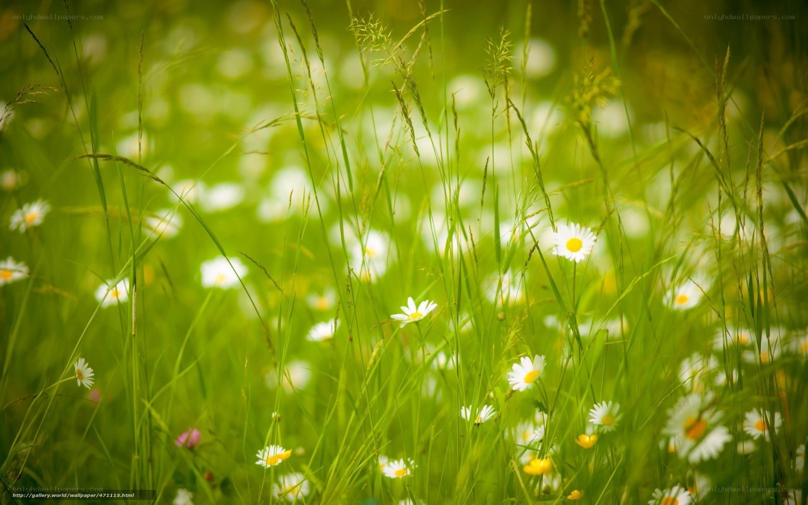 Daisies in a green meadow