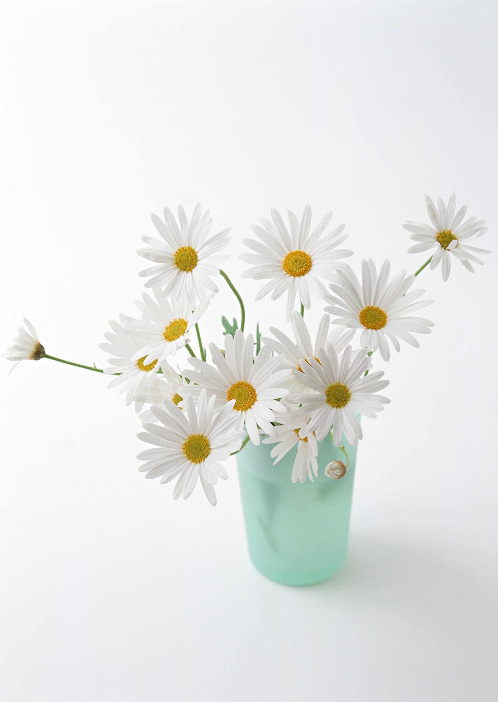 Daisies in a green vase