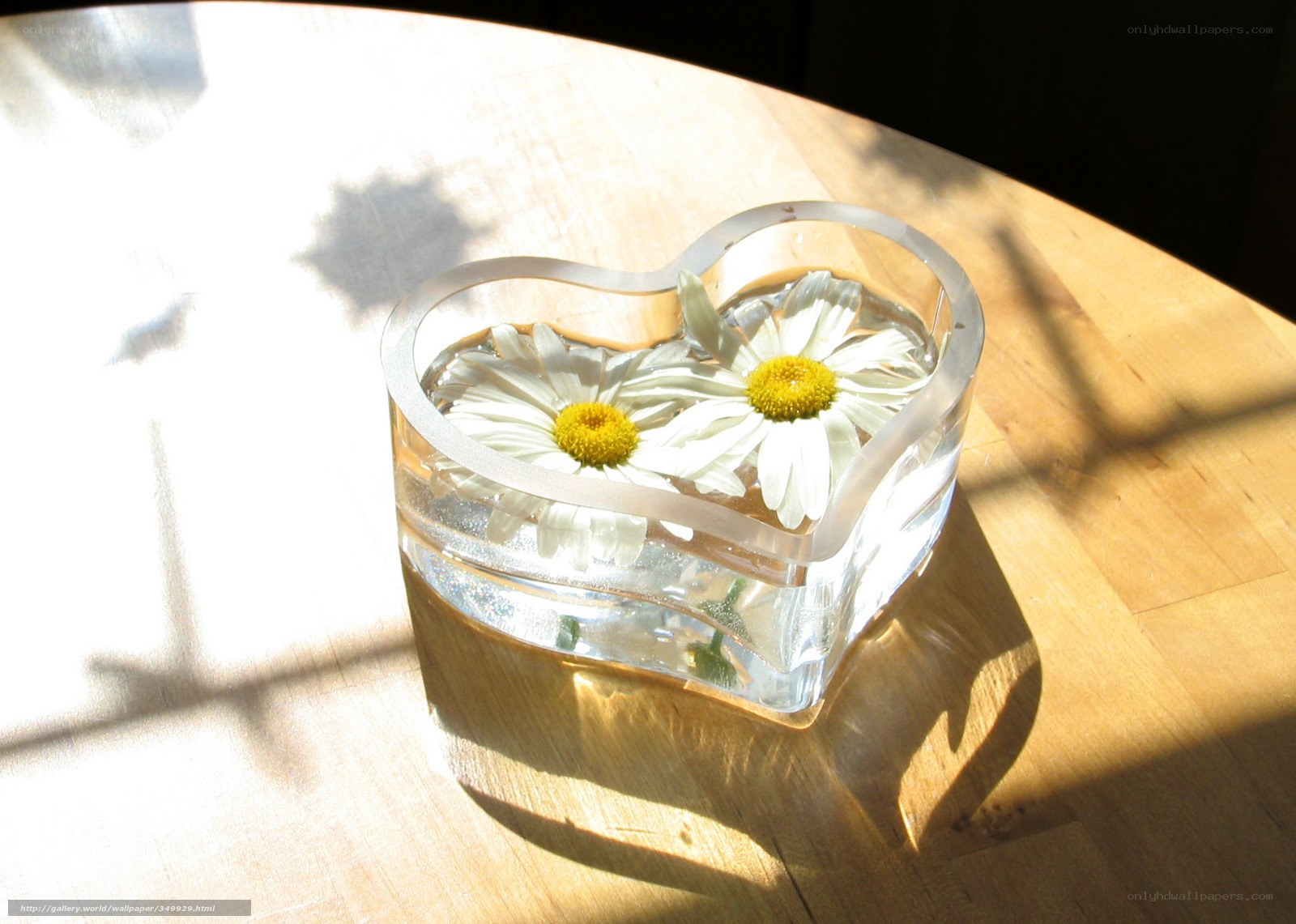 Daisies in a heart-shaped vase