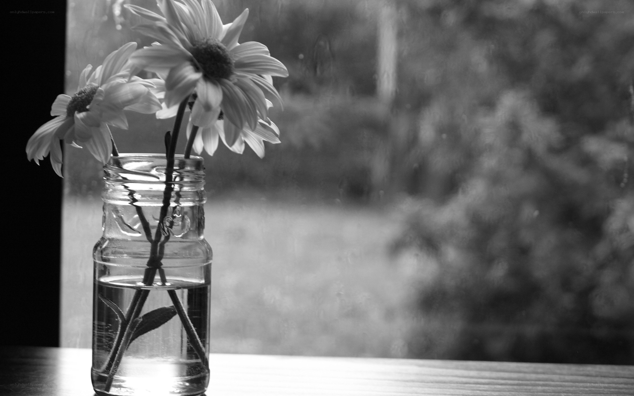 daisies in a jar by the window