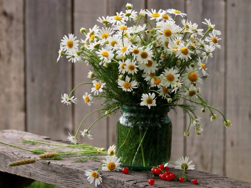 Daisies in a Jar — White, Serene