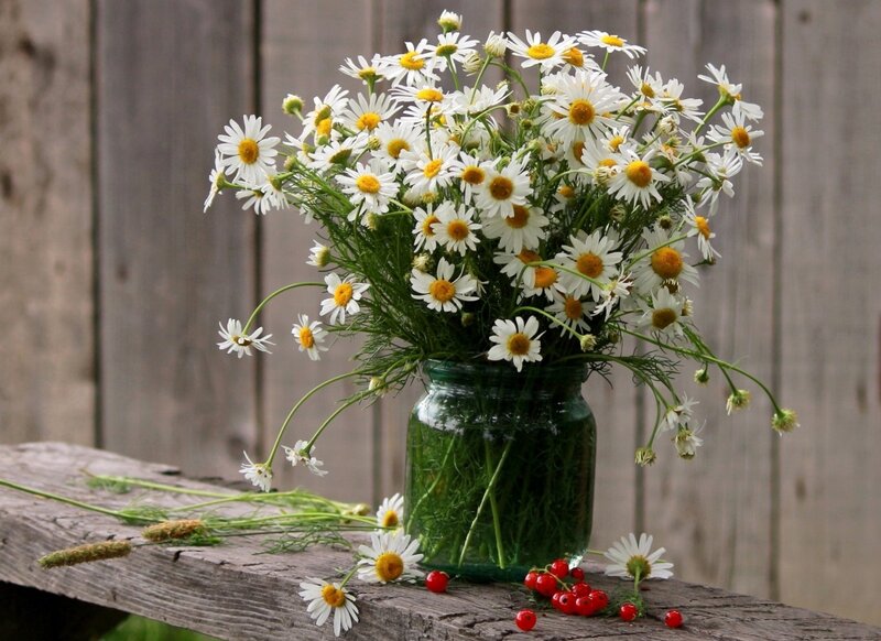 Daisies in a Jar — White