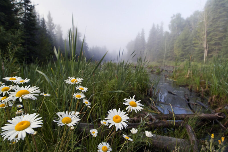 Daisies in a Marsh