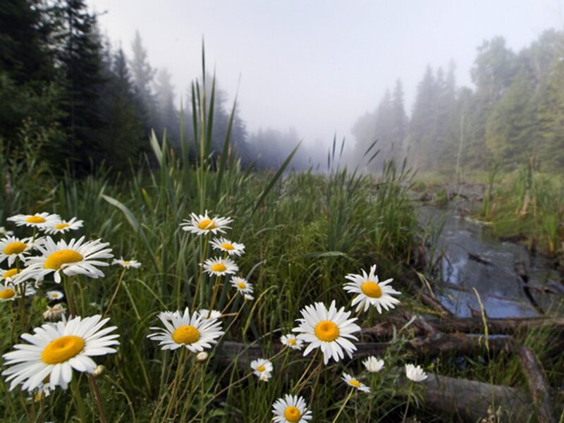 Daisies in a Marsh — White