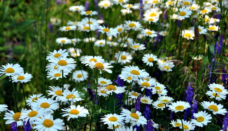 Daisies in a meadow
