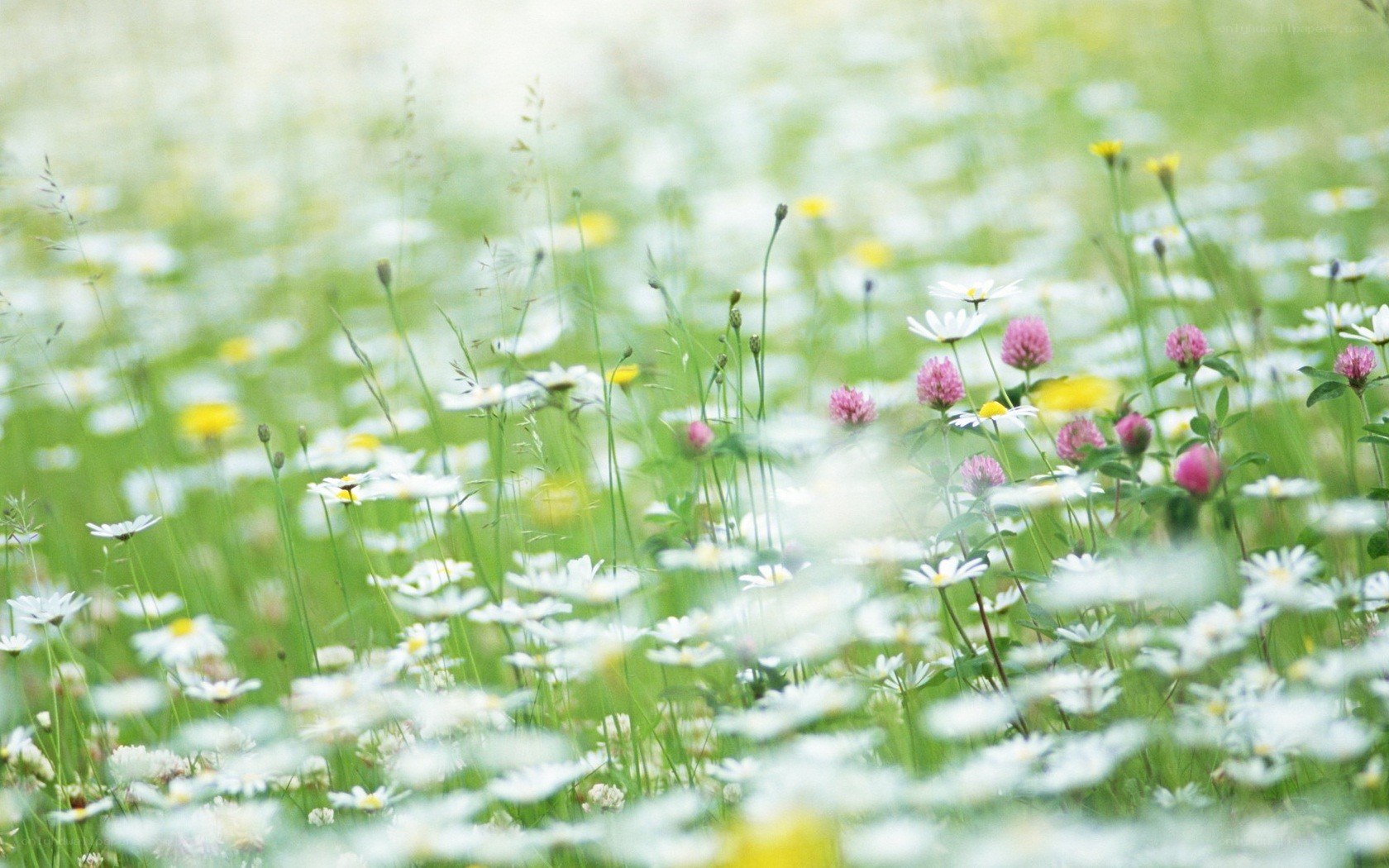 Daisies in a meadow