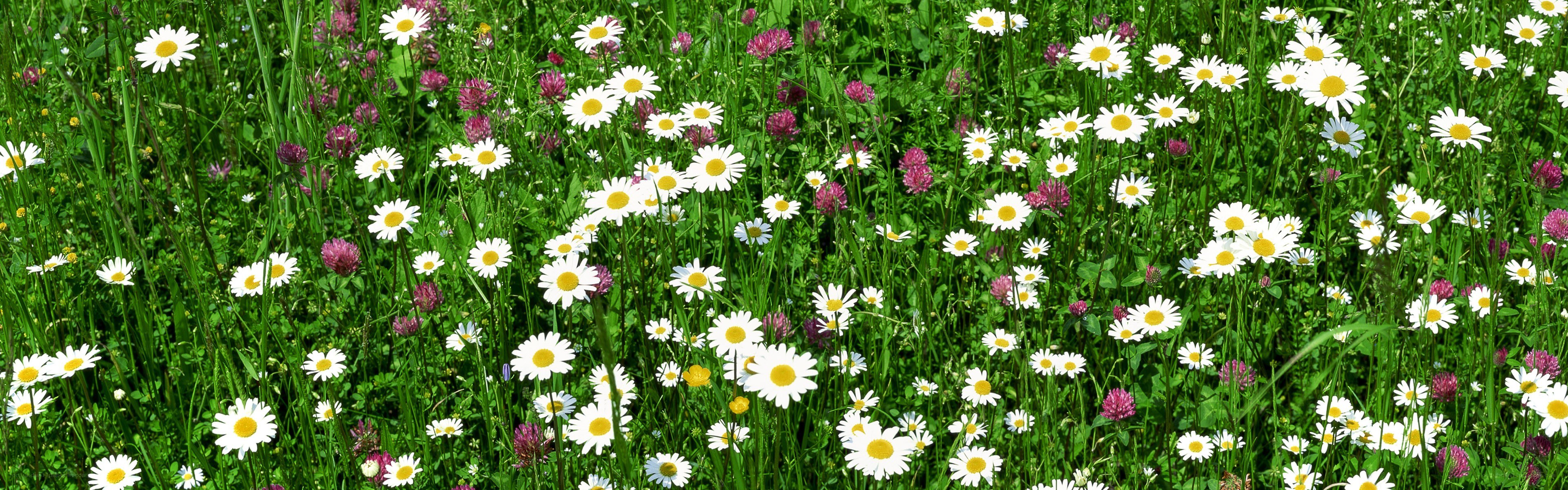 daisies in a meadow