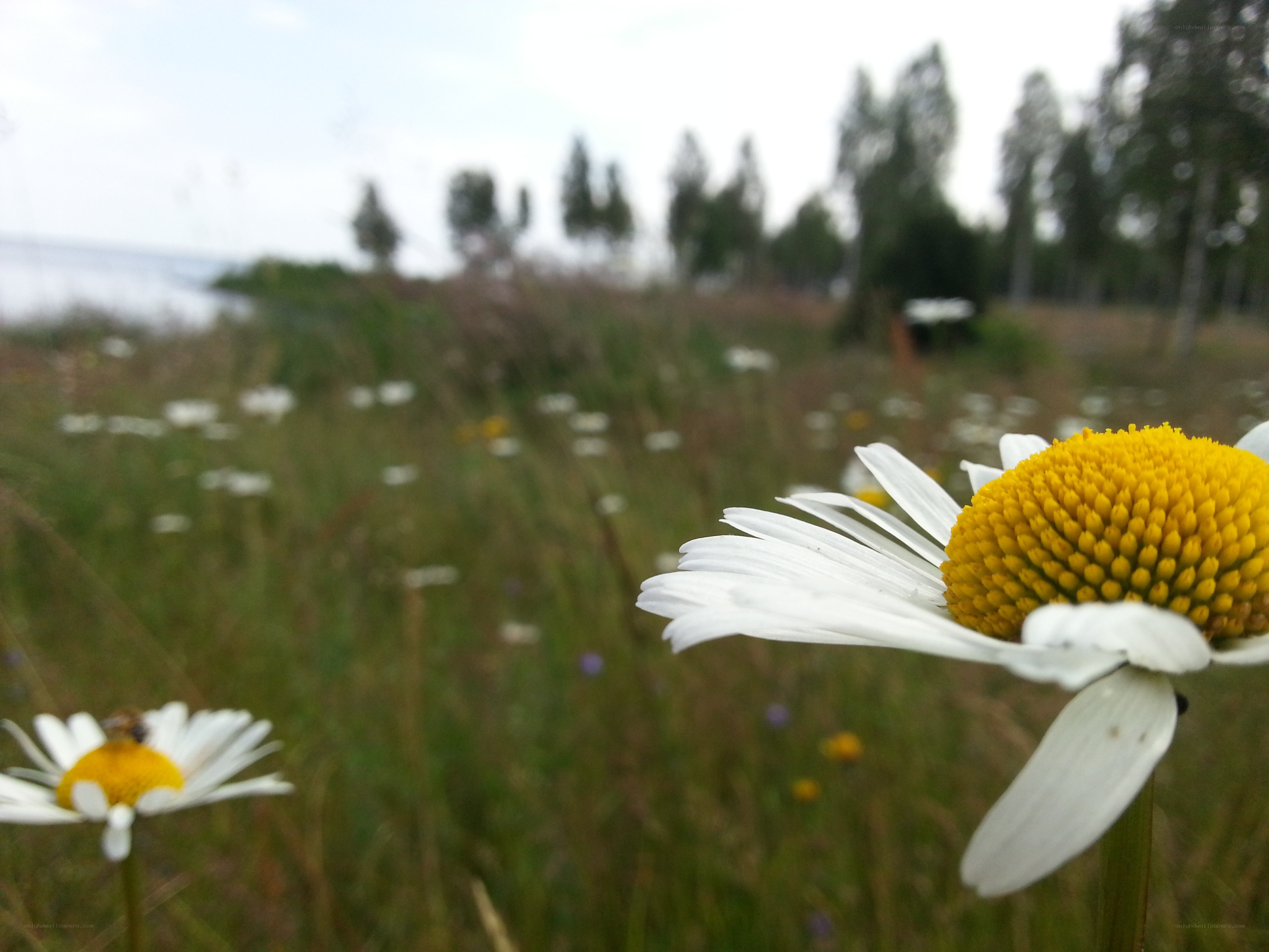Daisies in a meadow