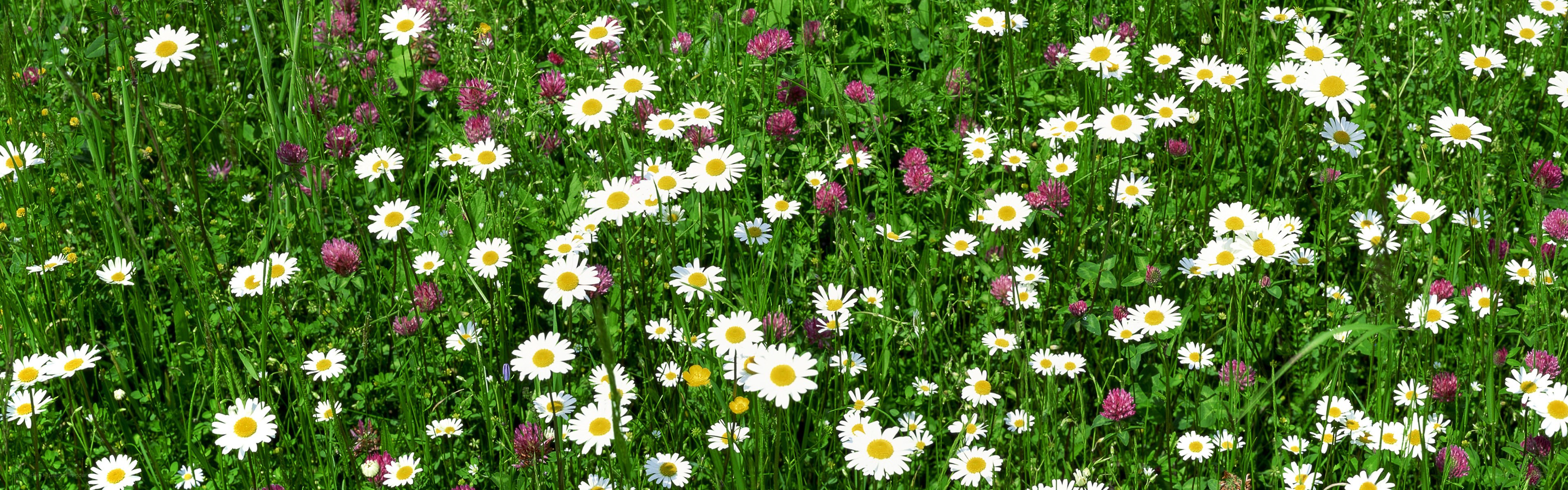 daisies in a meadow