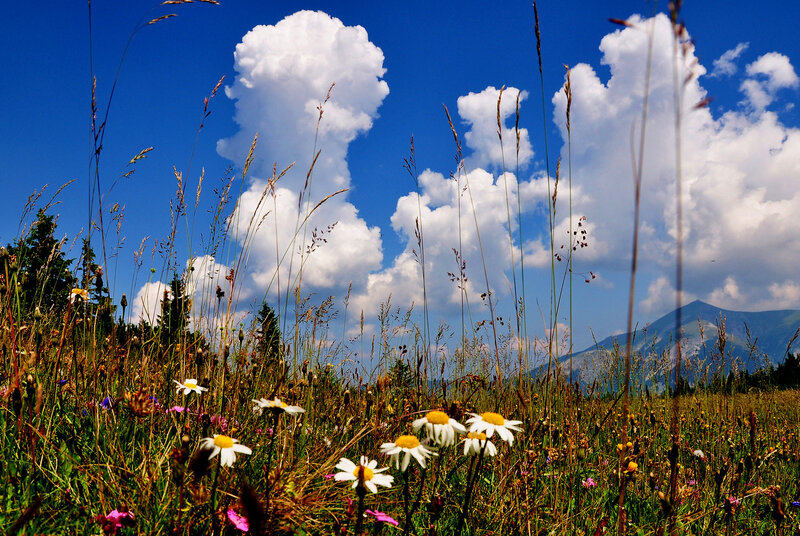 Daisies in a Meadow — Blue