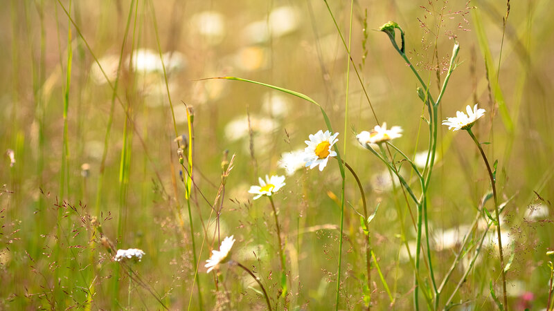 Daisies in a Meadow — Green, Serene, Afternoon