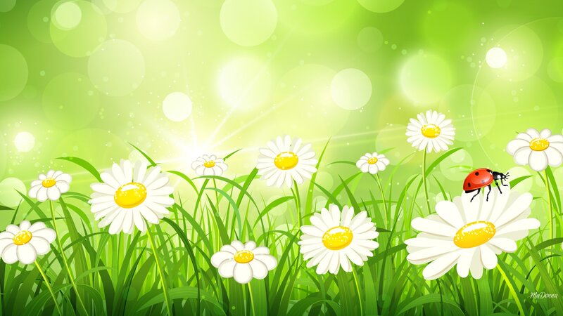 Daisies in a Meadow — Green, Serene, Morning