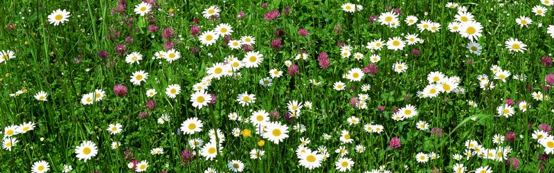 Daisies in a Meadow — Green, Serene, Summer, Photograph, Clover