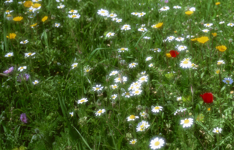 Daisies in a Meadow — Green, Serene, Summer