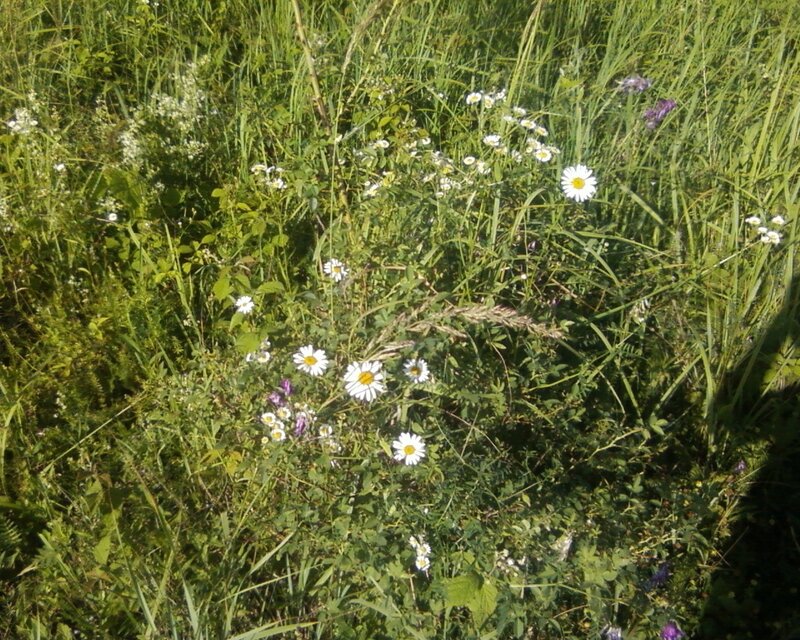 Daisies in a Meadow — Green