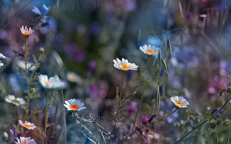 Daisies in a Meadow — White, Serene, Afternoon