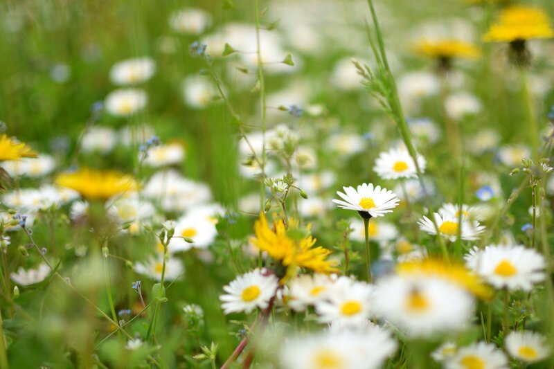 Daisies in a Meadow — White, Serene, Spring