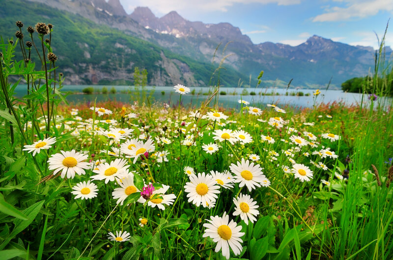 Daisies in a Meadow — White, Serene, Summer