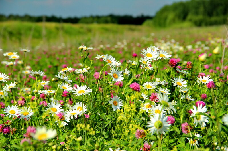 Daisies in a Meadow — White, Serene