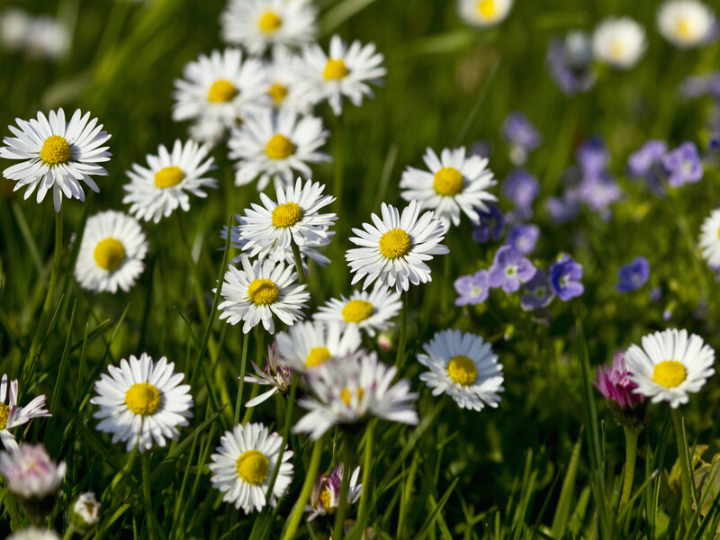 Daisies in a Meadow — White