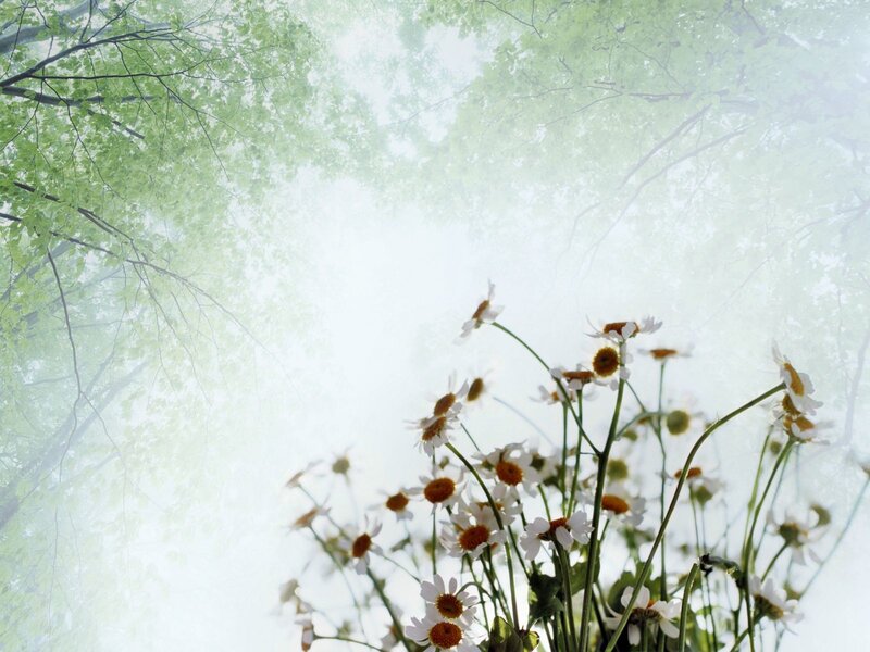 daisies in a misty forest