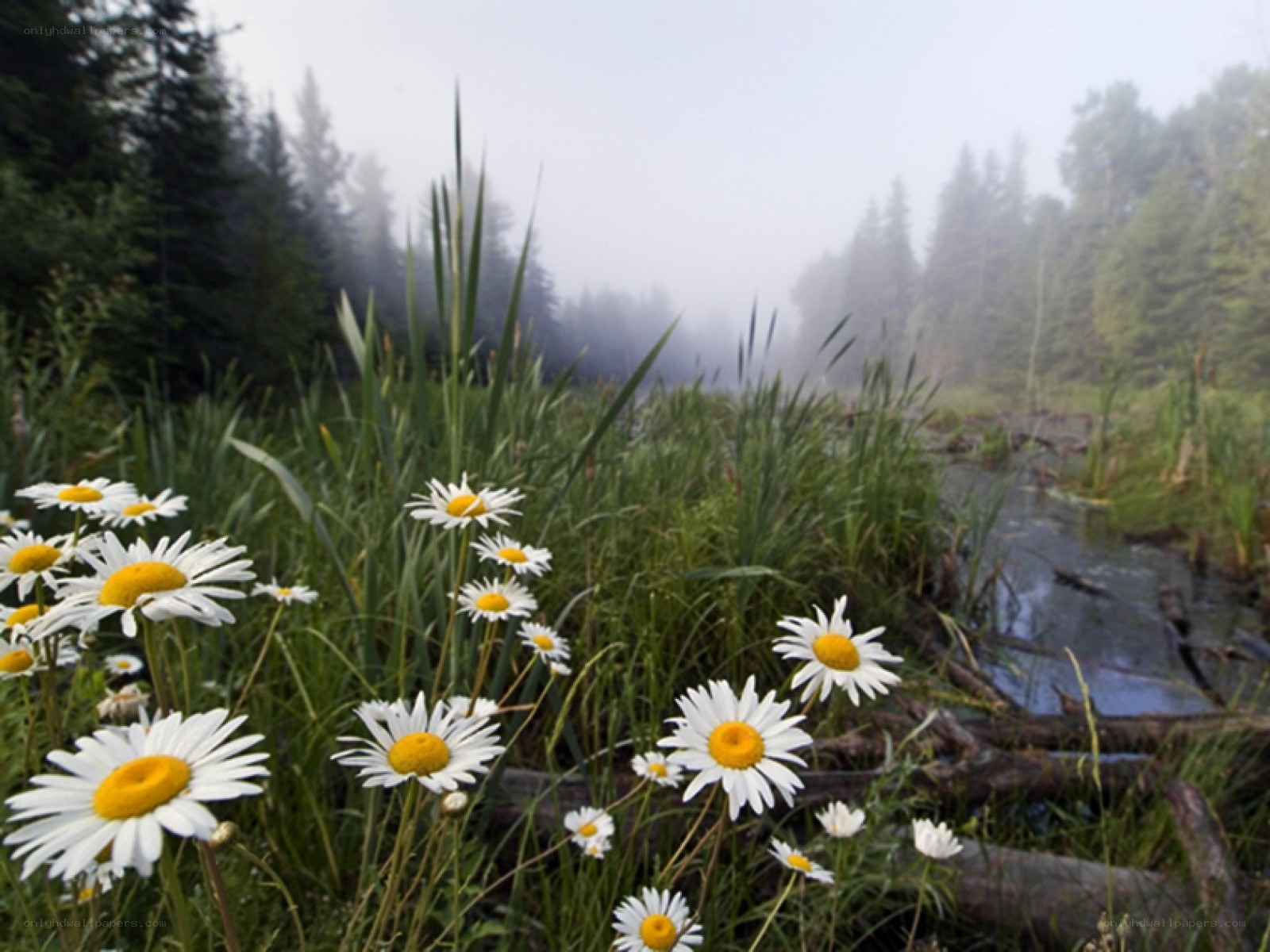 Daisies in a misty forest