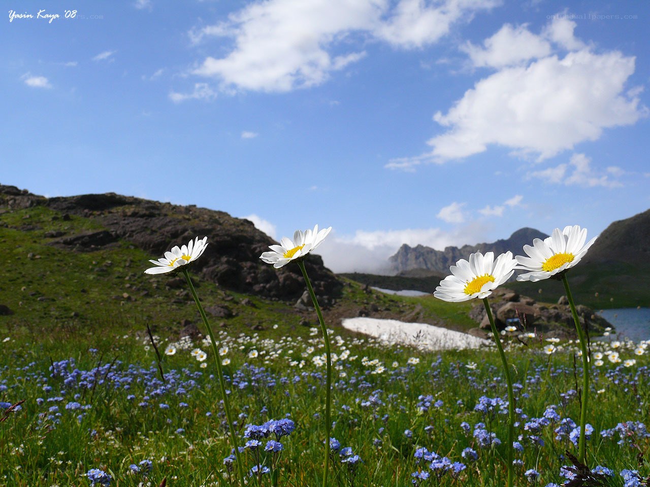 Daisies in a mountain meadow