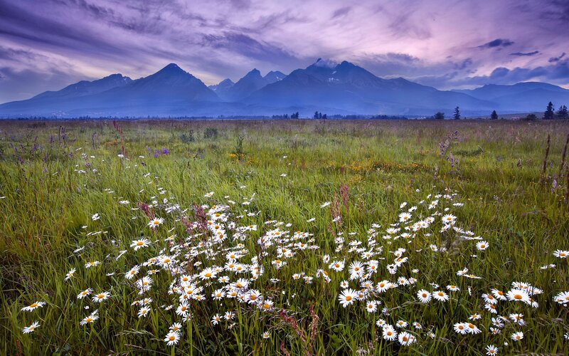 Daisies in a mountain meadow