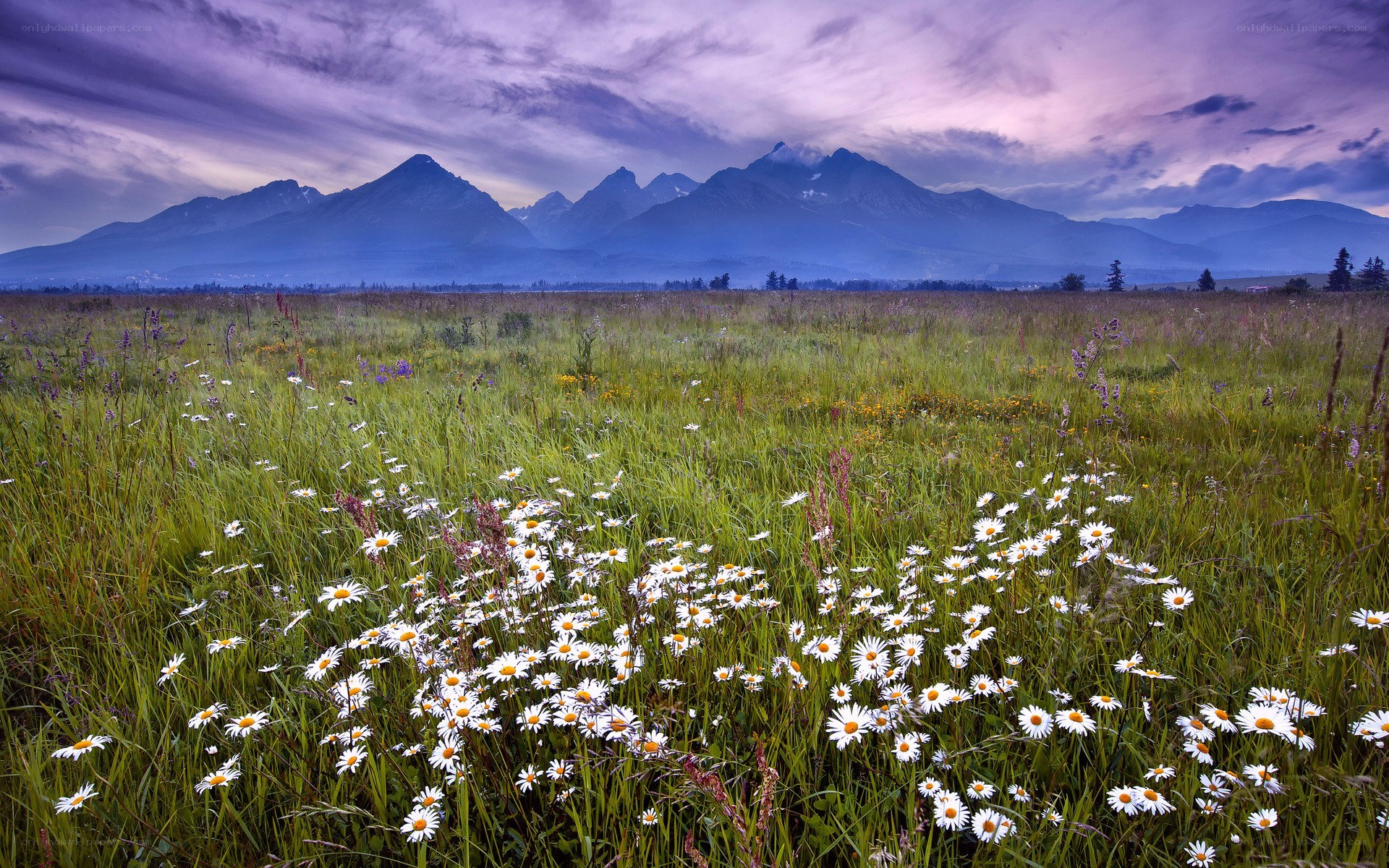 Daisies in a mountain meadow