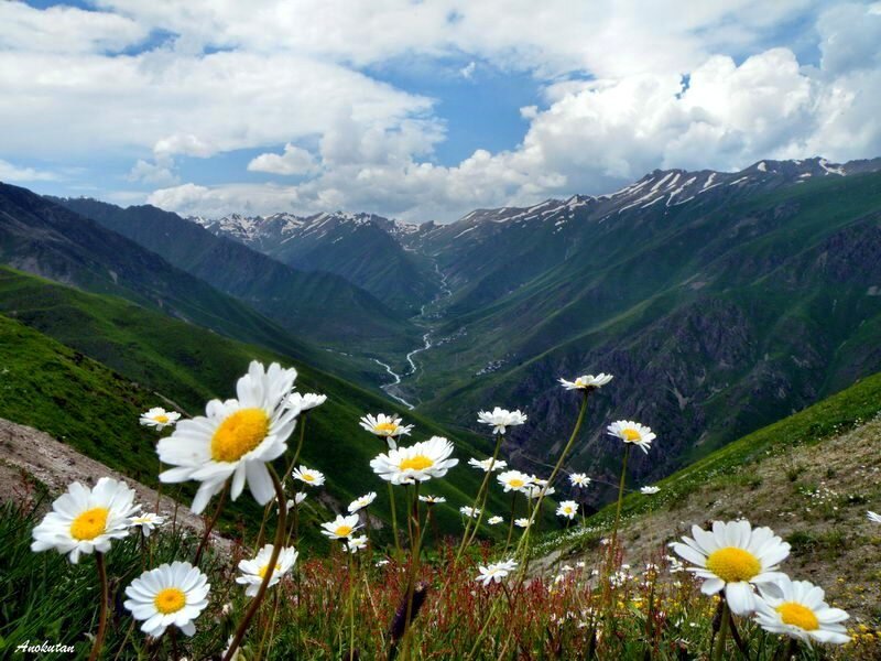 Daisies in a mountain valley