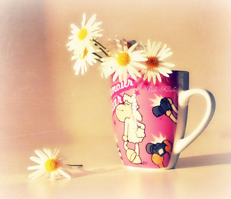 Daisies in a Mug
