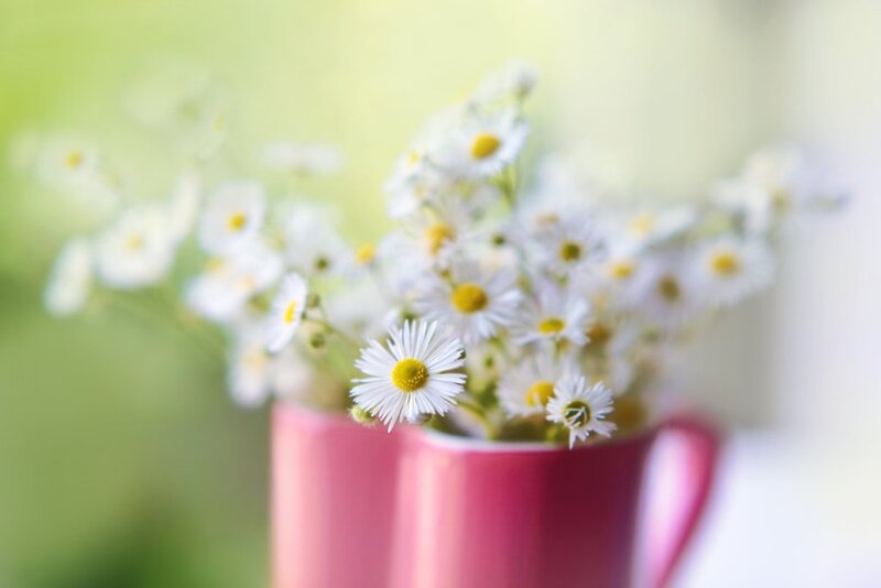 Daisies in a Pink Mug — Serene