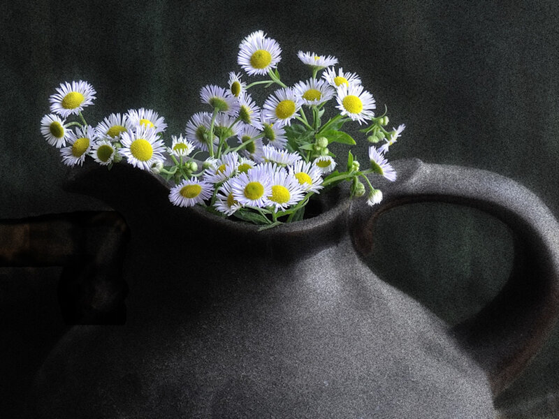 Daisies in a Pitcher — Gray