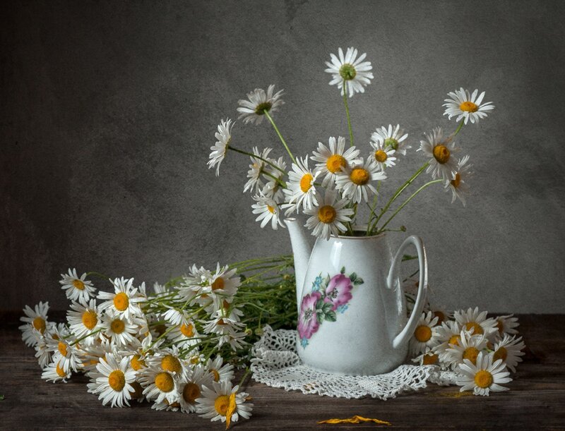 Daisies in a Pitcher — White, Calm