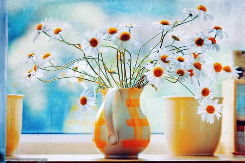 Daisies in a Pitcher — White, Serene, Morning