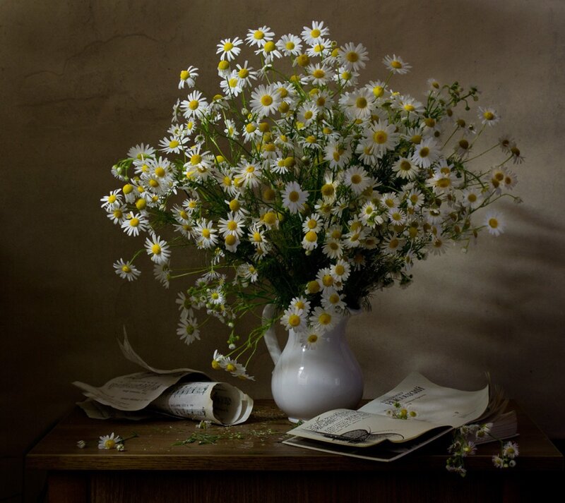 Daisies in a Pitcher — White, Serene, Photograph