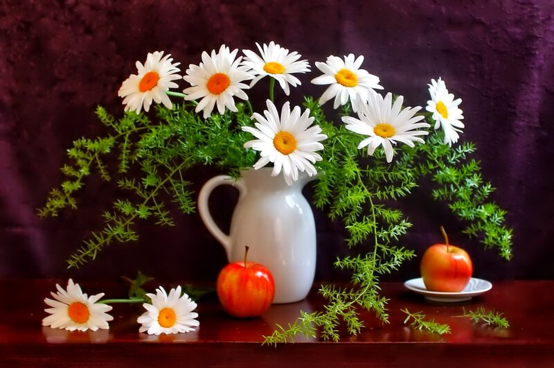 Daisies in a Pitcher — White