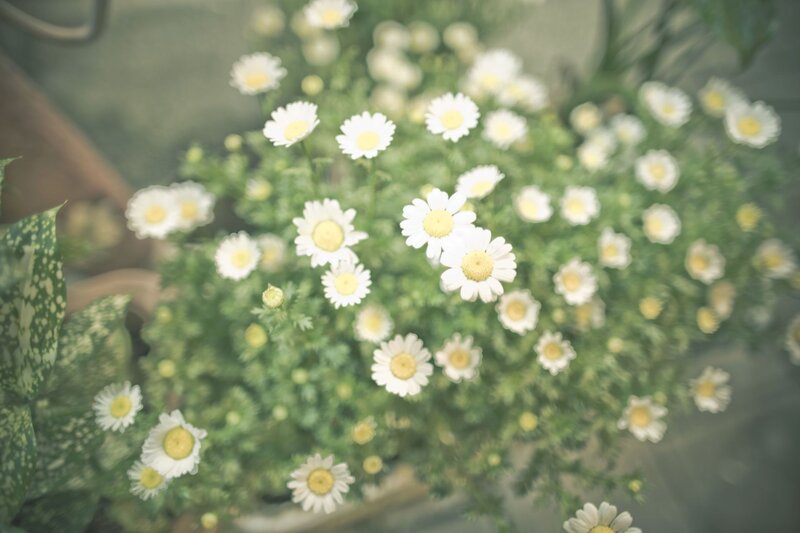 Daisies in a Pot — White