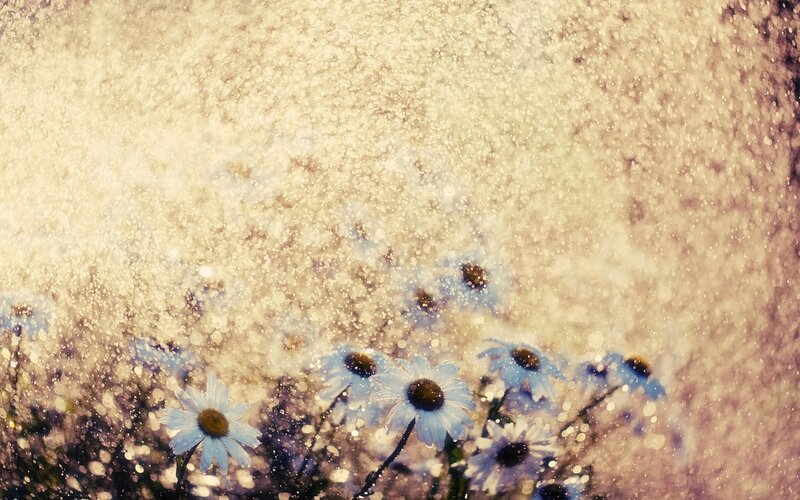 daisies in a rain shower