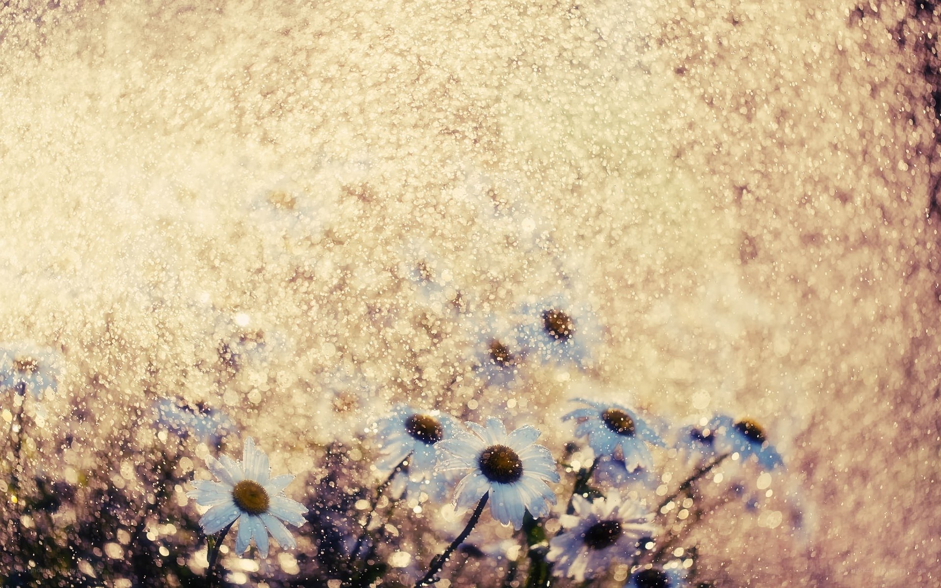 daisies in a rain shower